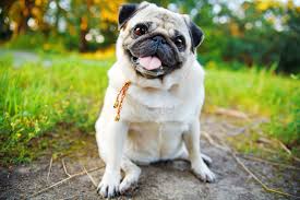 pug_orig